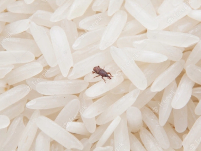 Weevil in rice