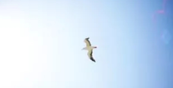 Flying bird