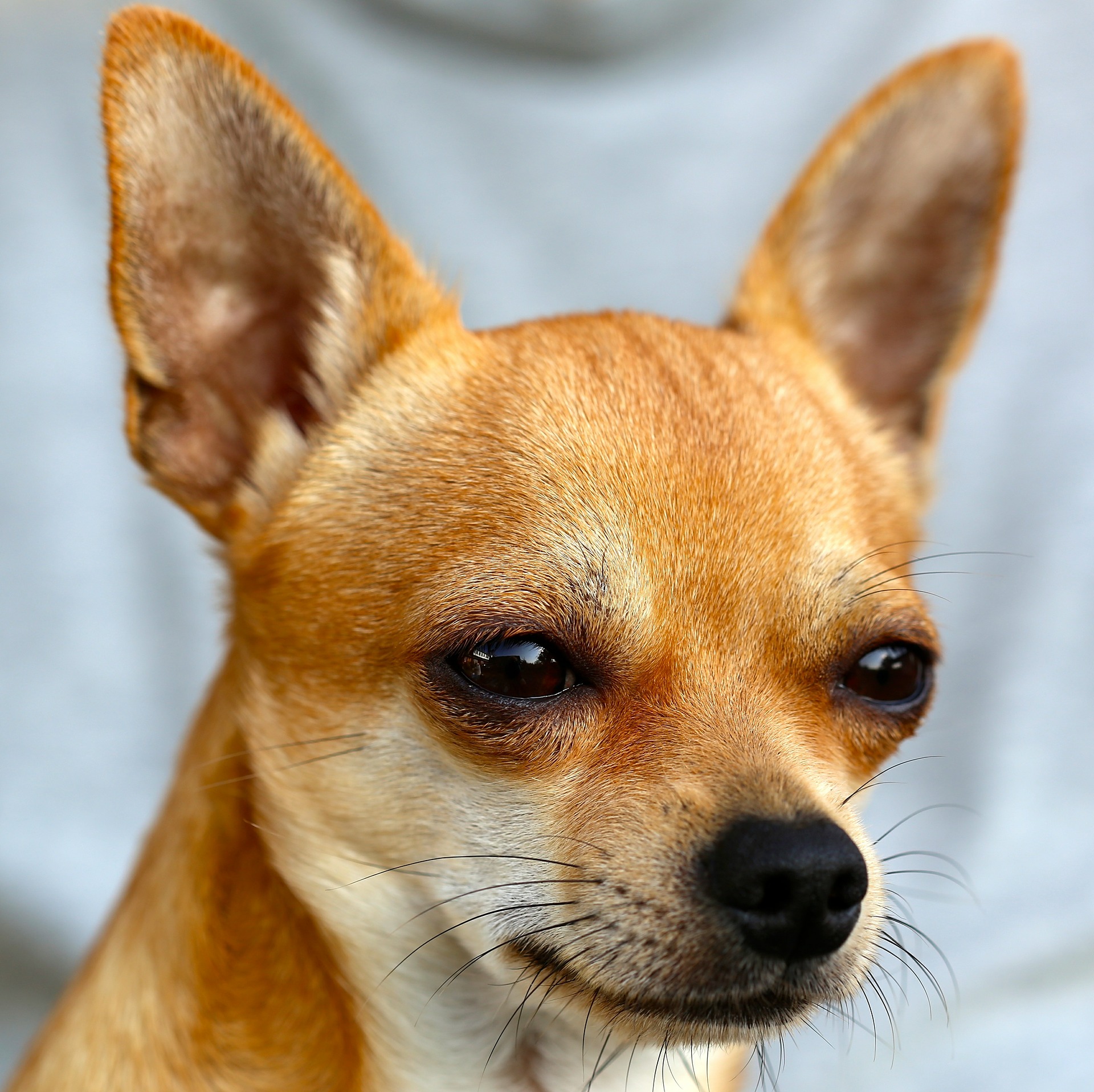 Chihuahua in heat